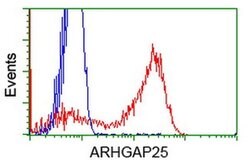 ARHGAP25 Monoclonal Antibody (OTI2D5), TrueMAB , OriGene:Antibodies:Primary