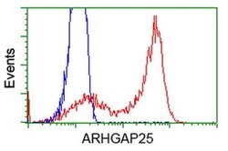 ARHGAP25 Monoclonal Antibody (OTI11D3), TrueMAB , OriGene:Antibodies:Primary