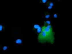 ARHGAP25 Monoclonal Antibody (OTI12E6), TrueMAB , OriGene 30 &mu;L; Unconjugated:Antibodies,