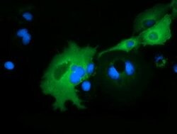 ARHGAP25 Mouse anti-Canine, Human, Clone: OTI11D3, lyophilized, TrueMAB
