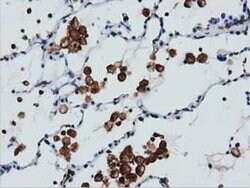 ARHGAP25 Monoclonal Antibody (OTI12E6), TrueMAB , OriGene:Antibodies:Primary