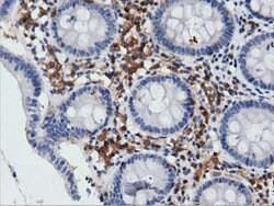 ARHGAP25 Mouse anti-Human, Clone: OTI12E6, lyophilized, TrueMAB 100 &mu;g;