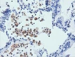 ARHGAP25 Monoclonal Antibody (OTI11B9), TrueMAB , OriGene 30 &mu;L; Unconjugated:Antibodies,