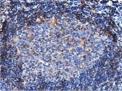 ARHGAP25 Monoclonal Antibody (OTI11B9), TrueMAB , OriGene 30 &mu;L; Unconjugated:Antibodies,