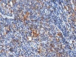 ARHGAP25 Monoclonal Antibody (OTI11B9), TrueMAB , OriGene 30 &mu;L; Unconjugated:Antibodies,