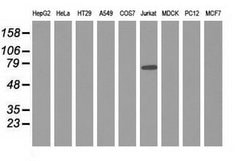 ARHGAP25 Mouse anti-Human, Clone: OTI3G1, lyophilized, TrueMAB 100 &mu;g;
