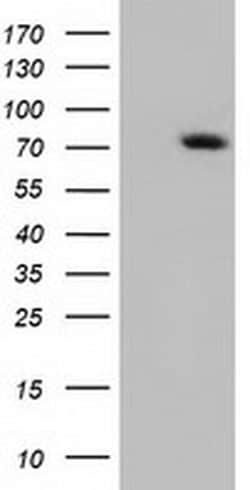 ARHGAP25 Monoclonal Antibody (OTI11B9), TrueMAB , OriGene 30 &mu;L; Unconjugated:Antibodies,