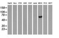 ARHGAP25 Monoclonal Antibody (OTI11D3), TrueMAB , OriGene 100 &mu;L; Unconjugated:Antibodies,