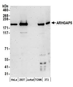 ARHGAP5 Rabbit anti-Human, Mouse, Polyclonal, Bethyl Laboratories 100 &mu;l;