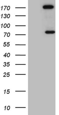 ARHGAP5 Mouse anti-Human, Clone: OTI9H2, lyophilized, TrueMAB 100 &mu;g;