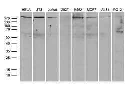 ARHGAP5 Monoclonal Antibody (OTI9H2), TrueMAB , OriGene 100 &mu;L | Buy Online | Origene Technologies | Fisher Scientific