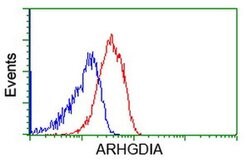 ARHGDIA Monoclonal Antibody (OTI1F2), TrueMAB , OriGene 30 &mu;L; Unconjugated:Antibodies,