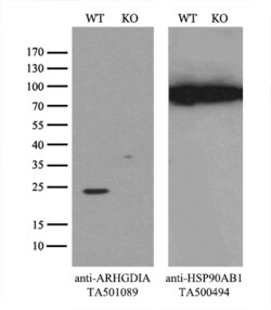 ARHGDIA Monoclonal Antibody (OTI1F2), TrueMAB , OriGene 30 &mu;L; Unconjugated:Antibodies,