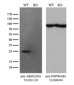 ARHGDIA Monoclonal Antibody (OTI1A7), TrueMAB , OriGene 30 &mu;L | Buy Online | OriGene | Fisher Scientific