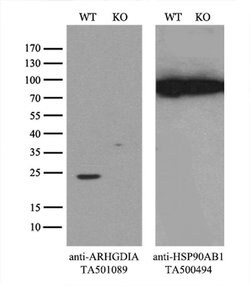ARHGDIA Monoclonal Antibody (OTI1F2), TrueMAB , OriGene 30 &mu;L; Unconjugated:Antibodies,