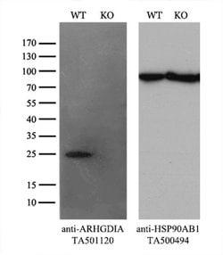 ARHGDIA Monoclonal Antibody (OTI1A7), TrueMAB , OriGene 30 &mu;L | Buy Online | OriGene | Fisher Scientific