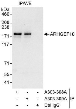 ARHGEF10 Rabbit anti-Human, Polyclonal, Bethyl Laboratories 100 &mu;l;