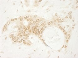 ARHGEF16 Rabbit anti-Human, Polyclonal, Bethyl Laboratories 100 &mu;L;