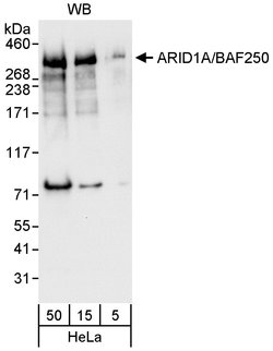 ARID1A/BAF250 Rabbit anti-Human, Polyclonal, Bethyl Laboratories 100 &mu;l;