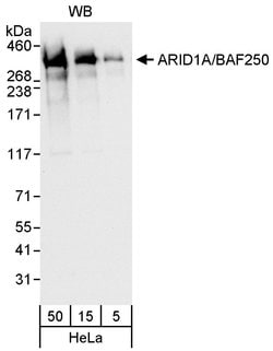 ARID1A/BAF250 Rabbit anti-Human, Polyclonal, Bethyl Laboratories 100 &mu;L;