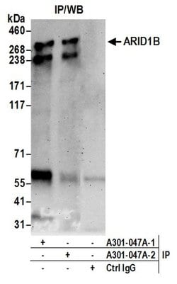 ARID1B Rabbit anti-Human, Polyclonal, Bethyl Laboratories 10 &mu;L; Unconjugated:Antibodies,