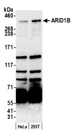 ARID1B Rabbit anti-Human, Polyclonal, Bethyl Laboratories 100 &mu;L; Unconjugated:Antibodies,