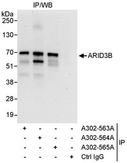 ARID3B Rabbit anti-Human, Polyclonal, Bethyl Laboratories 10 &mu;L; Unconjugated:Antibodies,