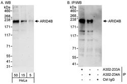 ARID4B Rabbit anti-Human, Polyclonal, Bethyl Laboratories 100 &mu;l; Unlabeled:Antibodies,