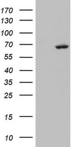 ARIH2 Mouse anti-Human, Clone: OTI3F9, lyophilized, TrueMAB 100 &mu;g;