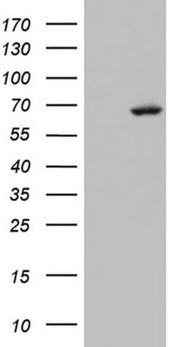 ARIH2 Monoclonal Antibody (OTI3F9), TrueMAB , OriGene 100 &mu;L; Unconjugated:Antibodies,