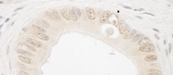 ARIP4 Rabbit anti-Human, Polyclonal, Bethyl Laboratories 100 &mu;L; Unconjugated:Antibodies,