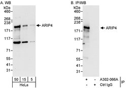 ARIP4 Rabbit anti-Human, Polyclonal, Bethyl Laboratories 100 &mu;L; Unconjugated:Antibodies,