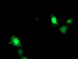 ARL11 Monoclonal Antibody (OTI1A5), TrueMAB , OriGene 30 &mu;L; Unconjugated:Antibodies,