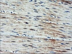 ARL11 Monoclonal Antibody (OTI1A5), TrueMAB , OriGene 30 &mu;L; Unconjugated:Antibodies,