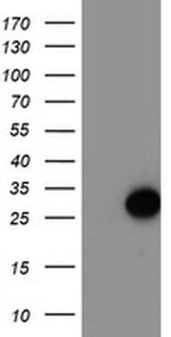 ARL11 Monoclonal Antibody (OTI1A5), TrueMAB , OriGene 30 &mu;L; Unconjugated:Antibodies,
