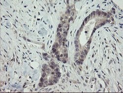 ARL2BP Mouse anti-Human, Clone: OTI1A10, lyophilized, TrueMAB 100 &mu;g;