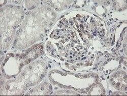 ARL2BP Mouse anti-Human, Clone: OTI1A10, lyophilized, TrueMAB 100 &mu;g;