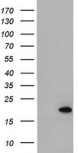 ARL2BP Mouse anti-Human, Clone: OTI4C4, lyophilized, TrueMAB 100 &mu;g;