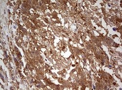 ARL3 Monoclonal Antibody (OTI1C6), TrueMAB , OriGene 100 &mu;L; Unconjugated:Antibodies,