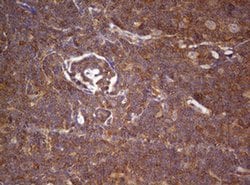 ARL3 Monoclonal Antibody (OTI1C6), TrueMAB , OriGene 100 &mu;L; Unconjugated:Antibodies,