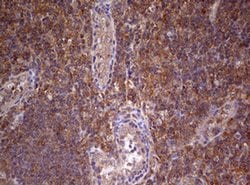 ARL3 Monoclonal Antibody (OTI1C6), TrueMAB , OriGene 100 &mu;L; Unconjugated:Antibodies,