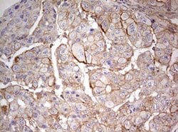 ARL3 Monoclonal Antibody (OTI1C6), TrueMAB , OriGene 100 &mu;L; Unconjugated:Antibodies,