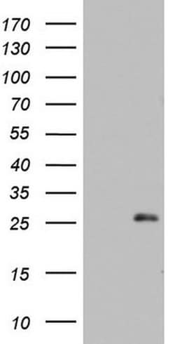 ARL3 Monoclonal Antibody (OTI7E5), TrueMAB , OriGene:Antibodies:Primary