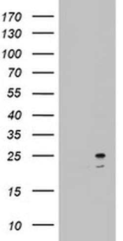 ARL3 Monoclonal Antibody (OTI1C6), TrueMAB , OriGene 100 &mu;L; Unconjugated:Antibodies,