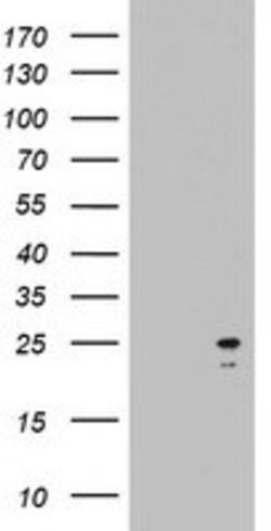 ARL3 Mouse anti-Human, Clone: OTI3E1, lyophilized, TrueMAB 100 &mu;g; Unconjugated:Antibodies,