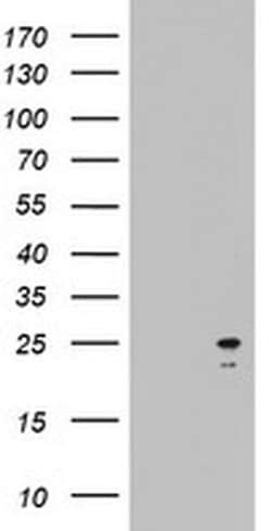 ARL3 Monoclonal Antibody (OTI3E1), TrueMAB , OriGene:Antibodies:Primary