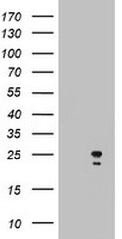 ARL3 Monoclonal Antibody (OTI5E6), TrueMAB , OriGene 100 &mu;L; Unconjugated:Antibodies,