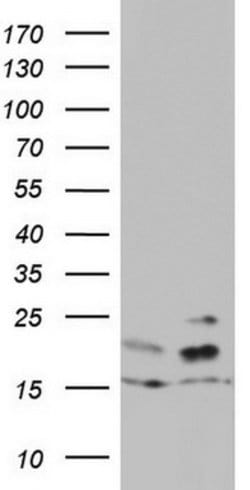 ARL3 Mouse anti-Human, Clone: OTI3D3, lyophilized, TrueMAB 100 &mu;g; Unconjugated:Antibodies,
