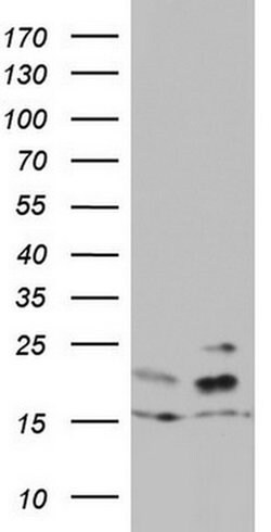 ARL3 Monoclonal Antibody (OTI3D3), TrueMAB , OriGene:Antibodies:Primary