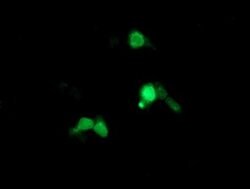 ARL5B Monoclonal Antibody (OTI2D7), TrueMAB , OriGene 100 &mu;L; Unconjugated:Antibodies,